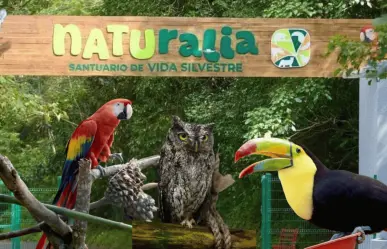 ¿Cuándo abrirá Naturalia, Santuario de Vida Silvestre en Xalapa, Veracruz?