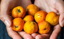 Tejocote, fruto de invierno, 5 beneficios para la salud