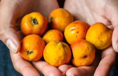 Tejocote, fruto de invierno, 5 beneficios para la salud