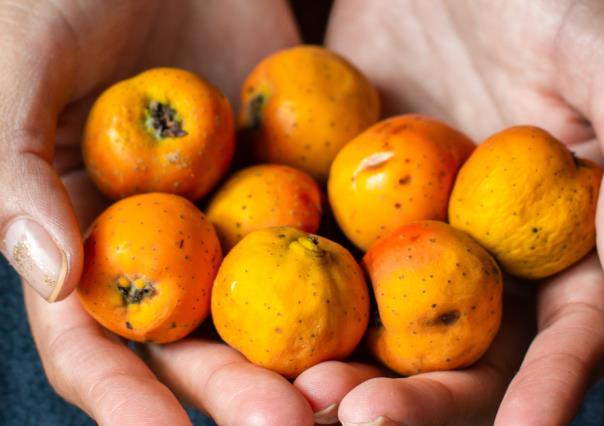 Tejocote, fruto de invierno, 5 beneficios para la salud