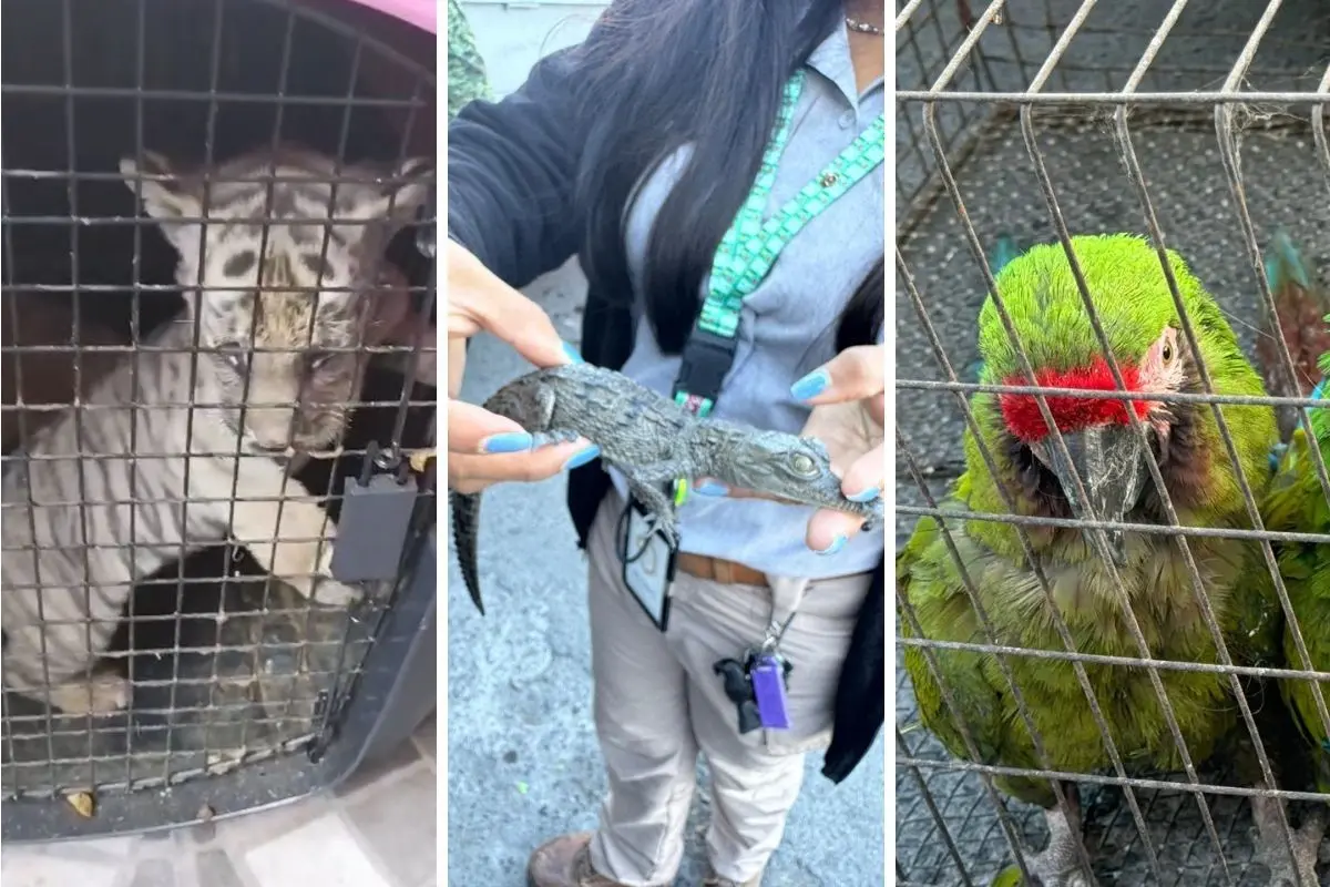 Un león, un cocodrilo y una guacamaya. Foto: Agencia Estatal de Investigaciones