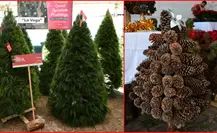 Expo Navidad Forestal en Edomex, aquí fechas y horarios Expo Navidad Forestal en Edomex, aquí fechas y horarios