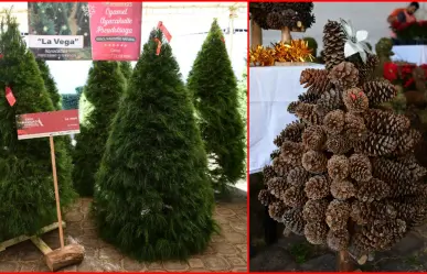 Expo Navidad Forestal en Edomex, aquí fechas y horarios