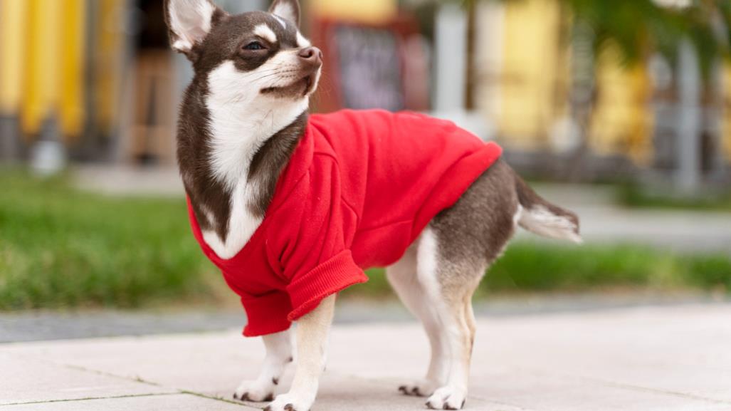 ¿Debo ponerle ropa a mi perro por la heladez? Esto dicen los expertos