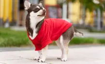 ¿Debo ponerle ropa a mi perro por la heladez? Esto dicen los expertos