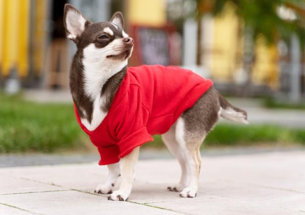 ¿Debo ponerle ropa a mi perro por la heladez? Esto dicen los expertos