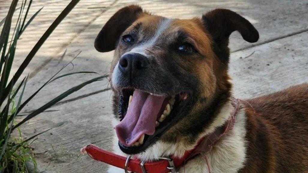 ¿Te gustaría hacer feliz a un lomito? Así puedes regalarle un paseo este domingo