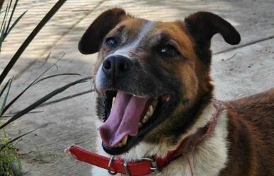 ¿Te gustaría hacer feliz a un lomito? Así puedes regalarle un paseo este domingo