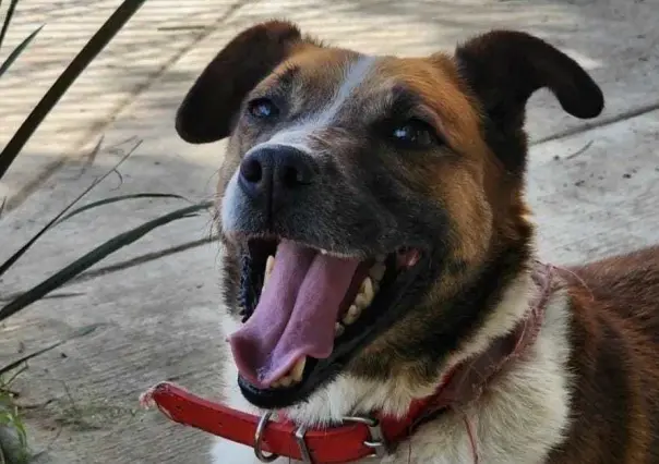 ¿Te gustaría hacer feliz a un lomito? Así puedes regalarle un paseo este domingo