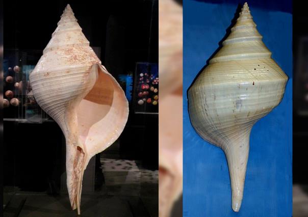 El caracol más grande del mundo está en La Paz: velo en la Expo Artesanos