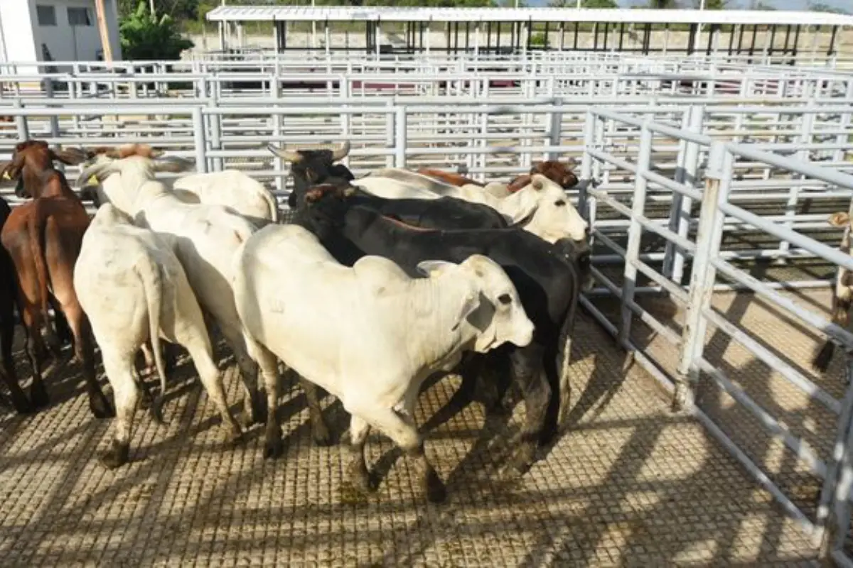 EU prohibió temporalmente la entrada de ganado mexicano a su país. Foto: SADER