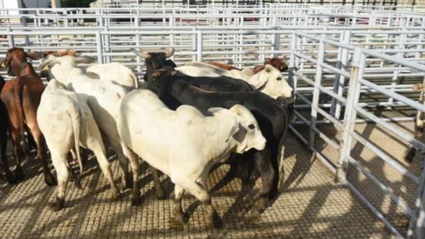 EU cierra la frontera al ganado mexicano ¿por qué lo hizo y cómo afectará a Tamaulipas? - POSTA México