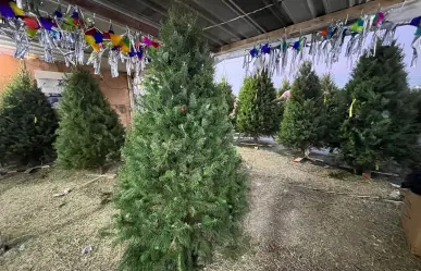 ¿Cuánto cuesta poner un pino de Navidad? Aquí te mostramos