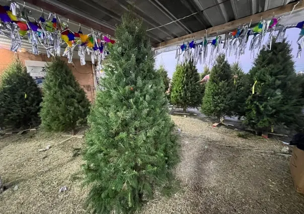 ¿Cuánto cuesta poner un pino de Navidad? Aquí te mostramos