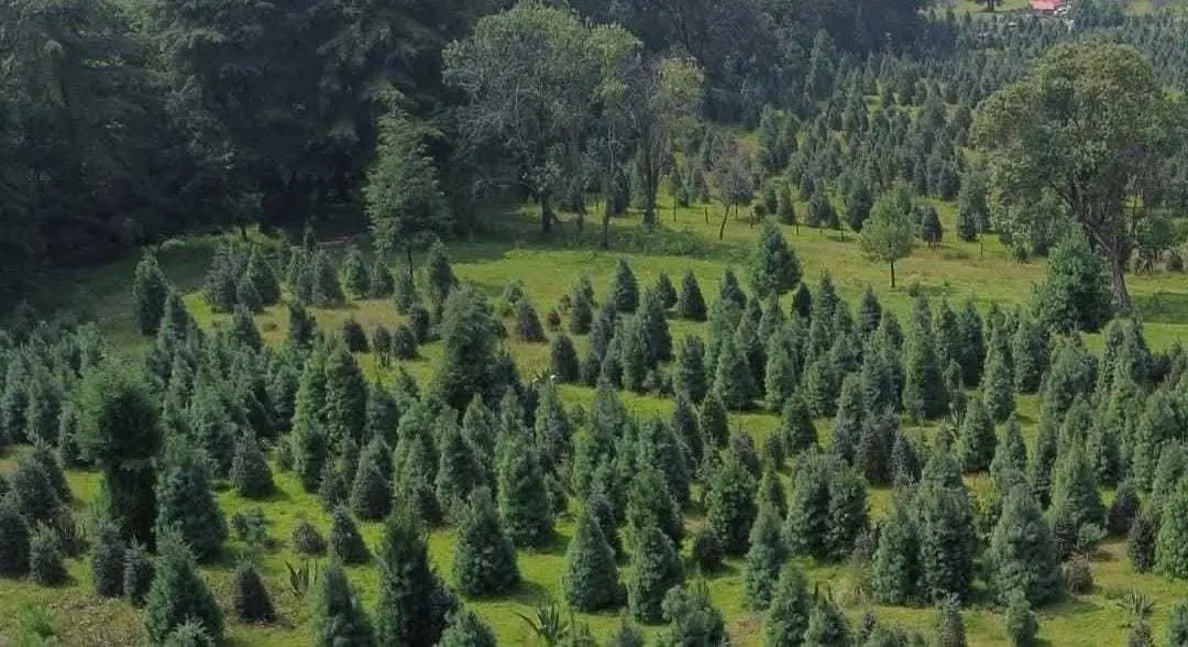 Amecameca inicia temporada de corte 2024 de árboles de Navidad, líder en México. Foto: Bosque Esmeralda