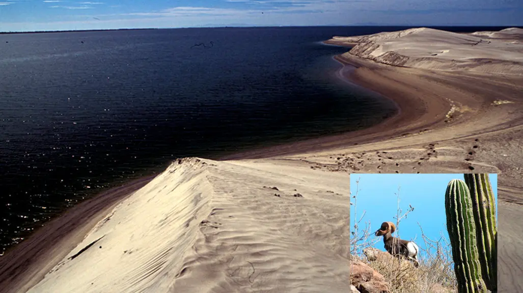 Descubre por qué El Vizcaíno es Patrimonio Natural de la Humanidad