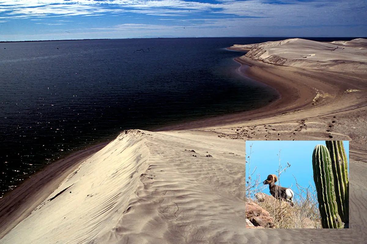 Reserva de la Biósfera de El Vizcaíno. Fotos: Gobierno de México y José Eugenio Gómez Rodríguez.