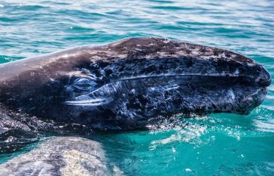3 tipos de ballenas que viven en BCS y seguro no conocías