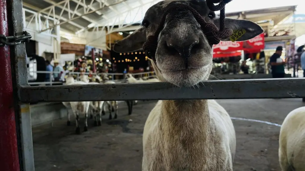 Feria Xmatkuil: Muestra Nacional Ovinocultores y el auge de la cría de corderos en Yucatán