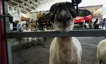 Feria Xmatkuil: Muestra Nacional Ovinocultores y el auge de la cría de corderos en Yucatán