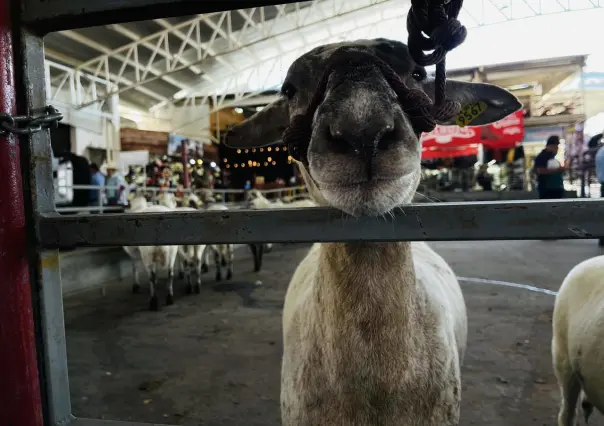 Feria Xmatkuil: Muestra Nacional Ovinocultores y el auge de la cría de corderos en Yucatán