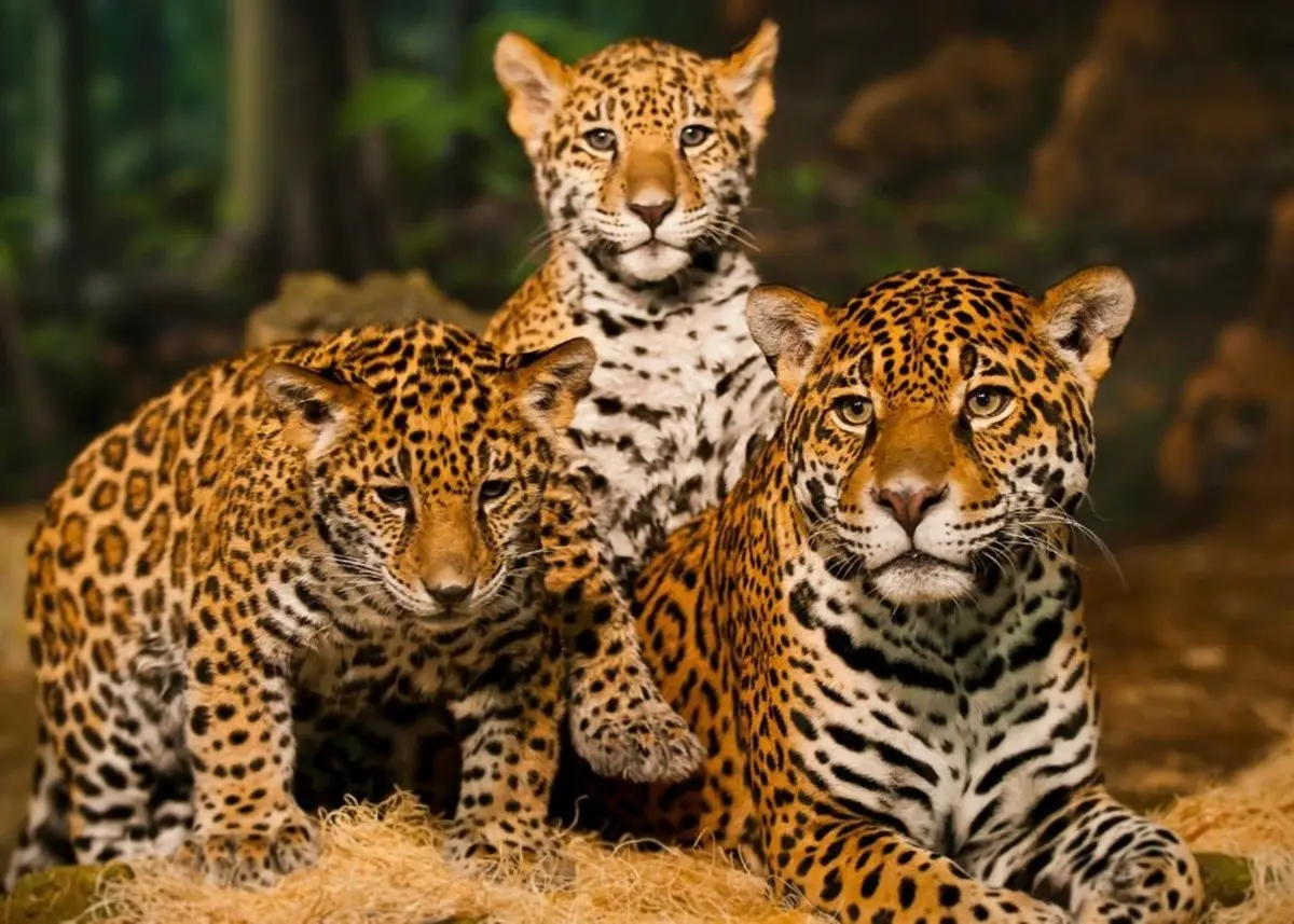 Celebra el Día del Jaguar en MARCO el 29 de noviembre. Foto: @biologiauanl en Instagram.