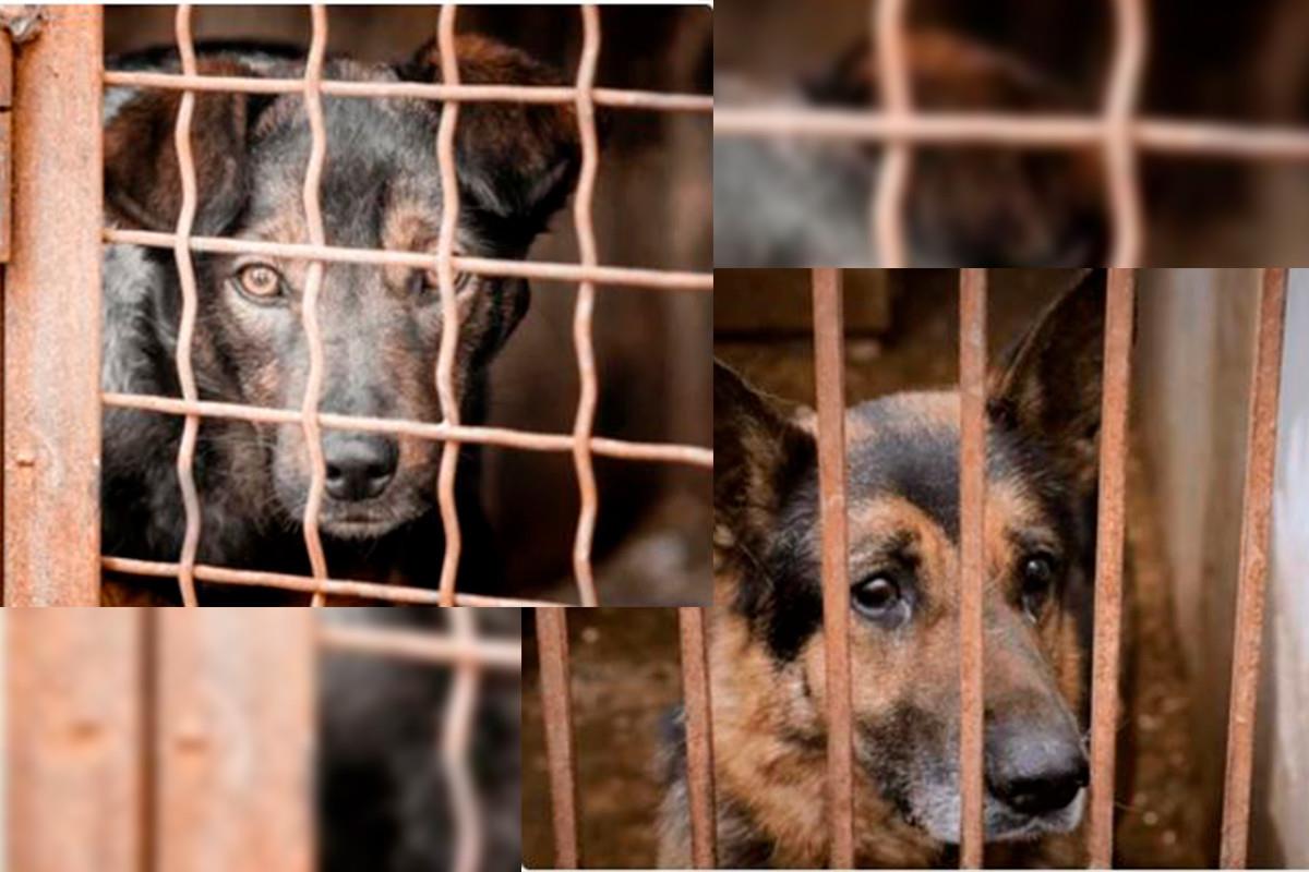 Las mascotas ahora son seres sintientes, no sólo seres vivos. Fotos: Shutterstock.