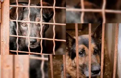 Maltrato animal: se incorpora el tema en los planes de estudio de educación básica en BCS.