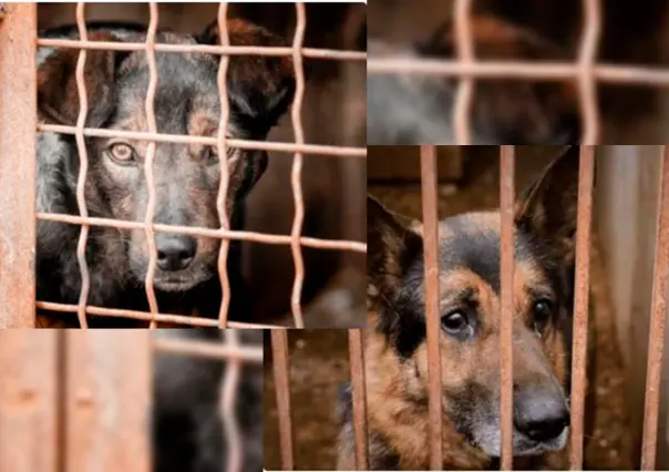 Maltrato animal: se incorpora el tema en los planes de estudio de educación básica en BCS.