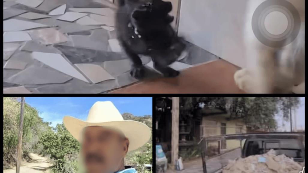 Hombre en Mexicali torturaba gatos y lo exhibía en redes sociales: Activistas intervienen