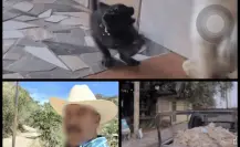Hombre en Mexicali torturaba gatos y lo exhibía en redes sociales: Activistas intervienen
