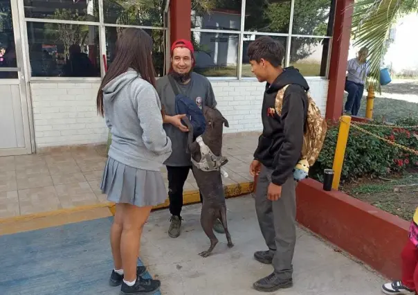 Refugio solicita apoyo en beneficio de perros y gatos abandonados y así puedes a