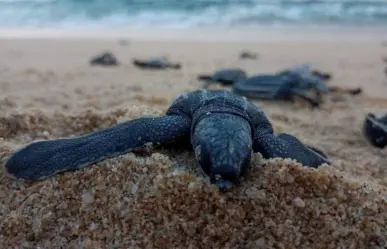 5 animales marinos endémicos de Baja California Sur que debes conocer