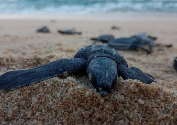5 animales marinos endémicos de Baja California Sur que debes conocer