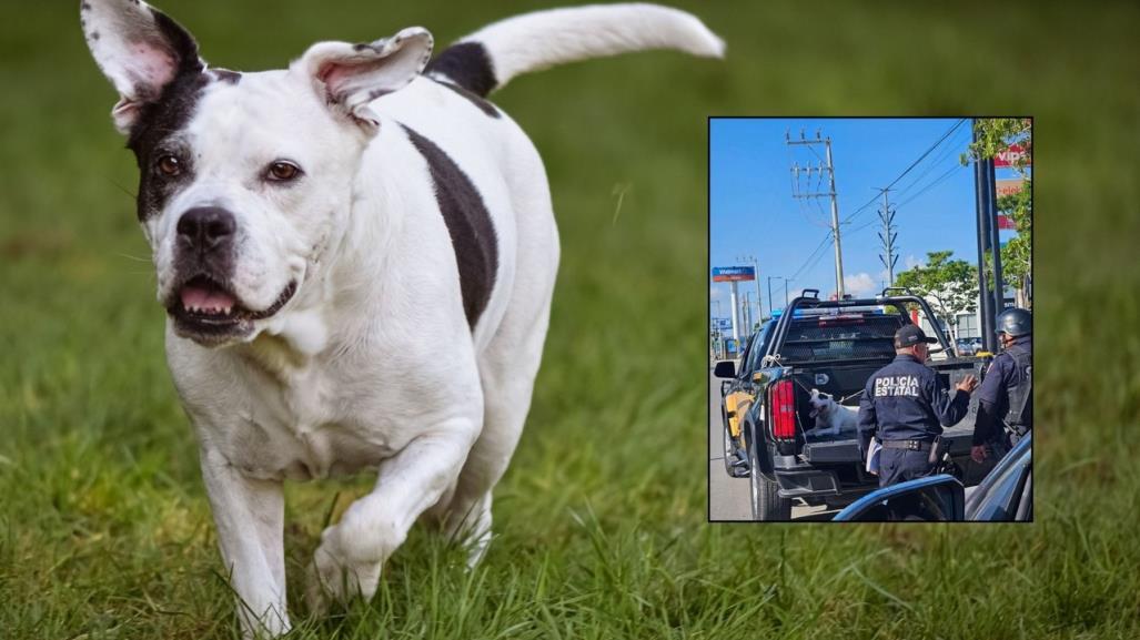 Universitaria es atacada por un perro cerca de la Macroplaza de Mérida