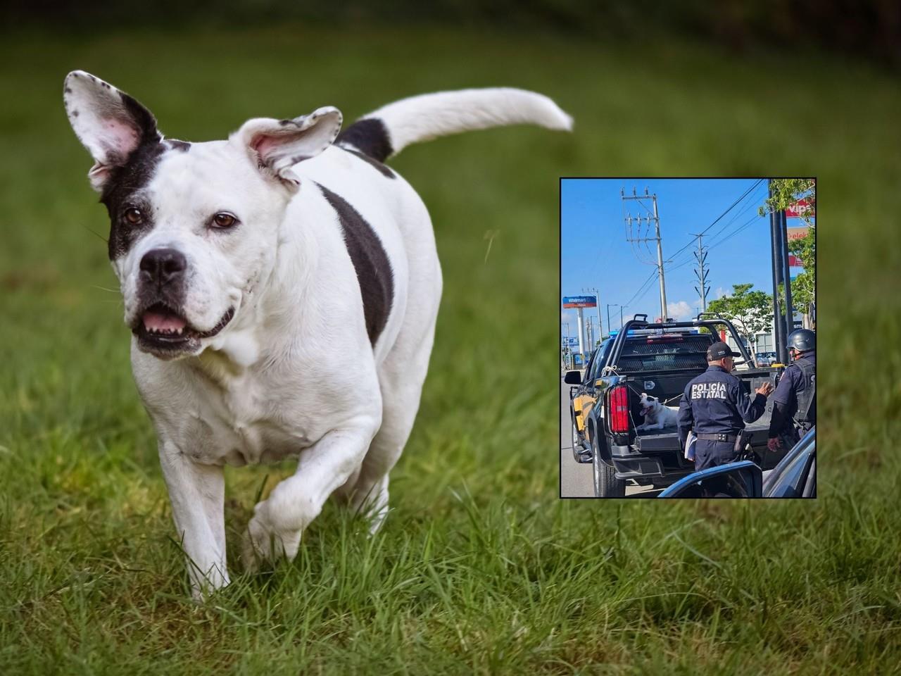 Expertos recomiendan que al ser atacado por un perro no se debe entrar en pánico.- Fuente Canva y Noticias y más MID