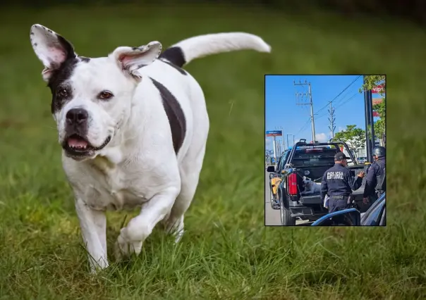 Universitaria es atacada por un perro cerca de la Macroplaza de Mérida