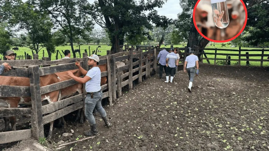 Gusano Barrenador ¿Qué pasará con el ganado de Tamaulipas, tras el cierre de la frontera de EU?