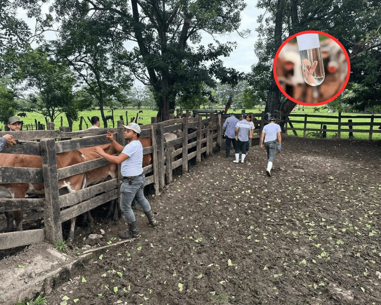 El cierre de la frontera entre México y Estados Unidos para el cruce de ganado en pie proveniente de México ha generado incertidumbre entre los ganaderos exportadores del estado. Foto: CANVA