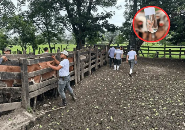 Gusano Barrenador ¿Qué pasará con el ganado de Tamaulipas, tras el cierre de la frontera de EU?