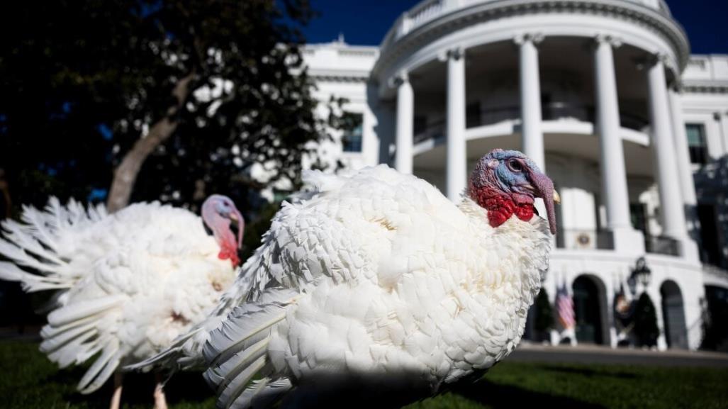 Día de Acción de Gracias ¿Qué es el Indulto del Pavo y cómo surgió esta tradición?