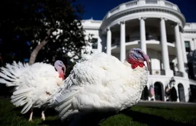 Día de Acción de Gracias ¿Qué es el Indulto del Pavo y cómo surgió esta tradición?