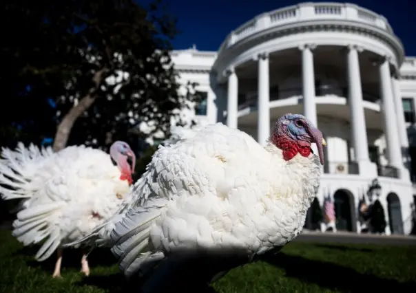 Día de Acción de Gracias ¿Qué es el Indulto del Pavo y cómo surgió esta tradición?