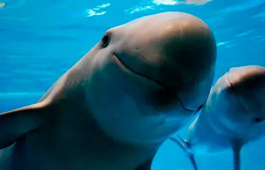 Vaquita marina, una especie en peligro en extensión que habita en aguas sudcalifornianas