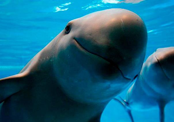 Vaquita marina, una especie en peligro en extensión que habita en aguas sudcalifornianas