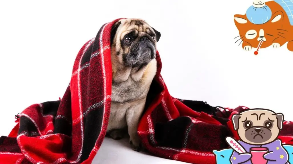 ¿Las mascotas se pueden enfermar por el frío?