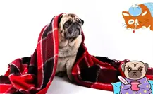 ¿Las mascotas se pueden enfermar por el frío?