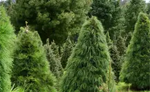 ¿Aún no tienes tu árbol de Navidad? Aquí puedes conseguirlo en Edomex ¿Aún no tienes tu árbol de Navidad? Aquí puedes conseguirlo en Edomex