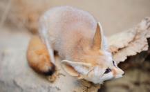 3 animales que son únicos de BCS y no lo imaginabas