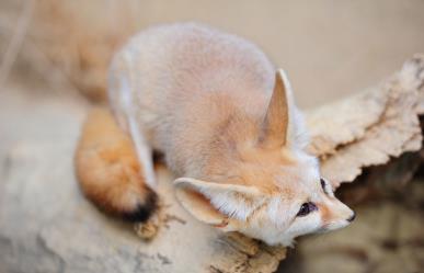 3 animales que son únicos de BCS y no lo imaginabas